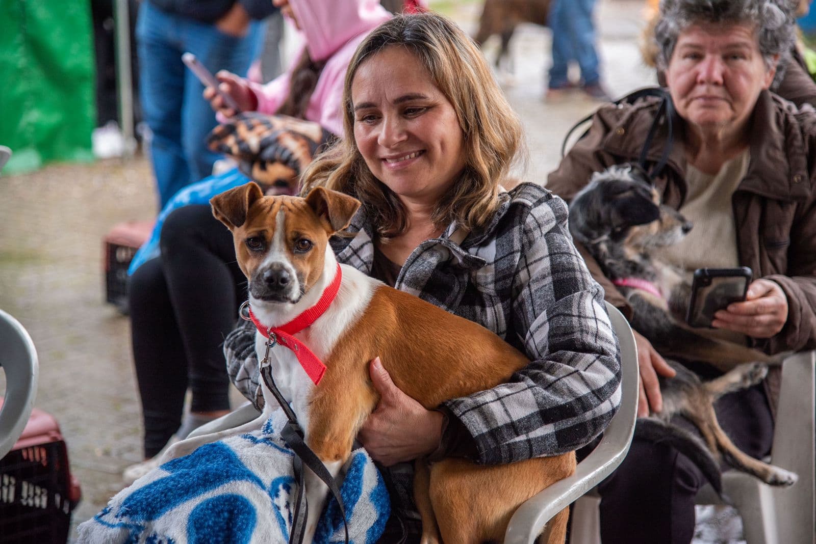 Mais de 13 mil cães e gatos castrados e chipados  em 4 anos